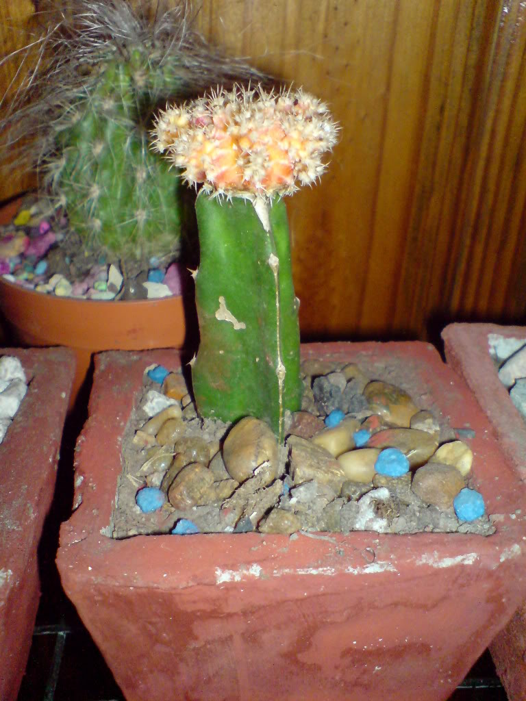 DSC01469.jpg