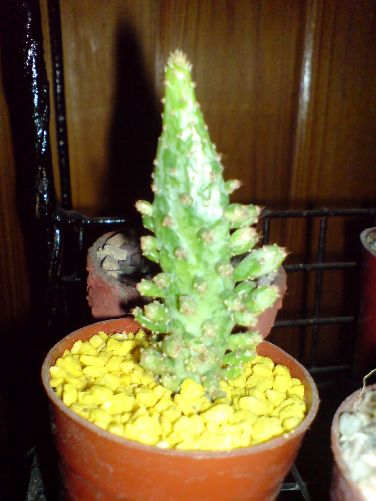 DSC01470.jpg