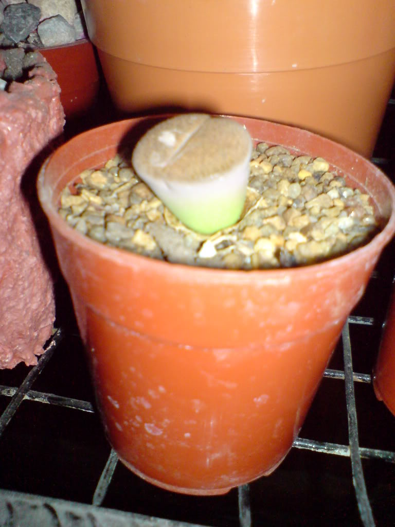DSC01471.jpg