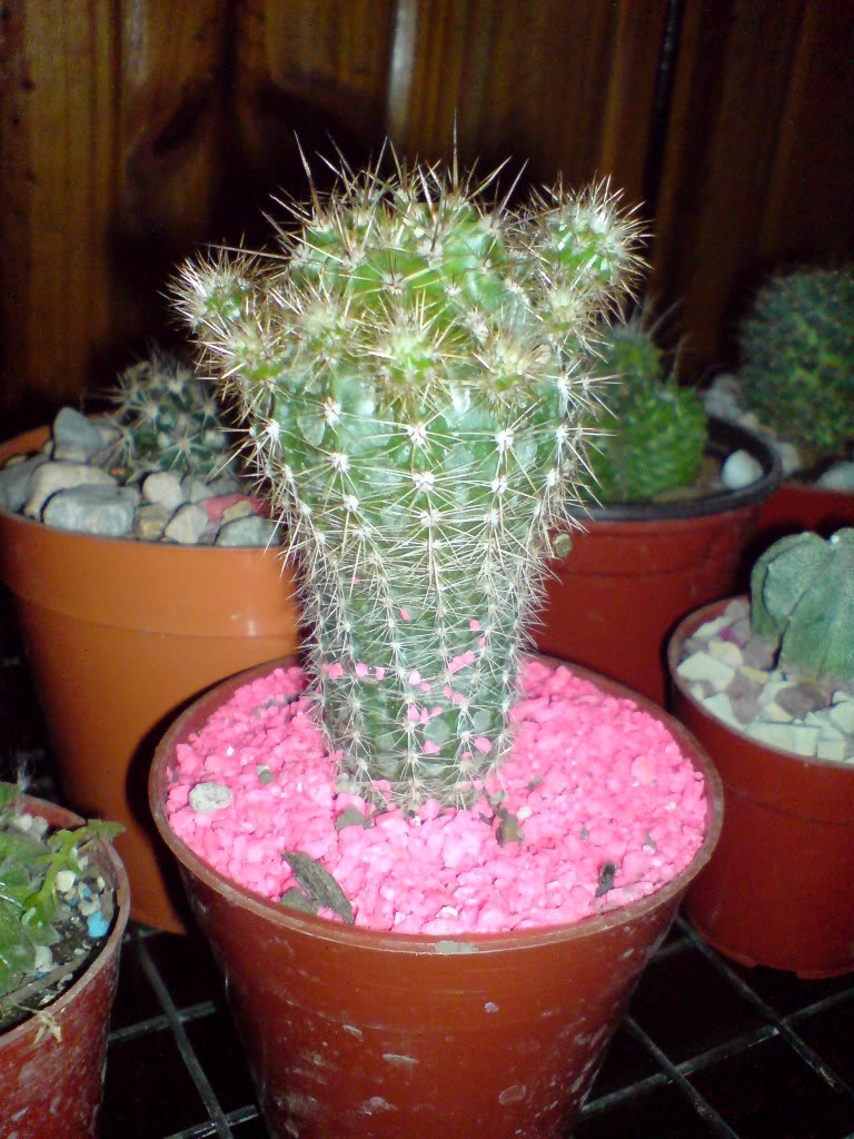 DSC01477.jpg