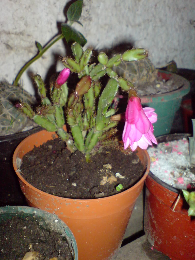 DSC01480.jpg