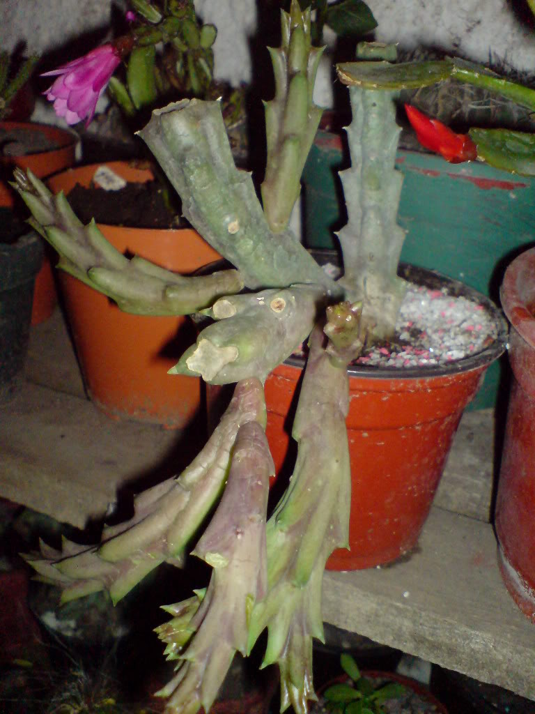 DSC01481.jpg