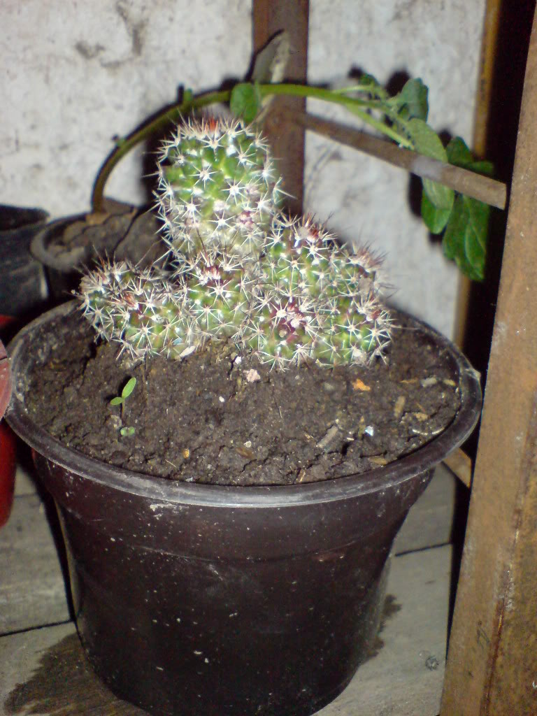 DSC01482.jpg