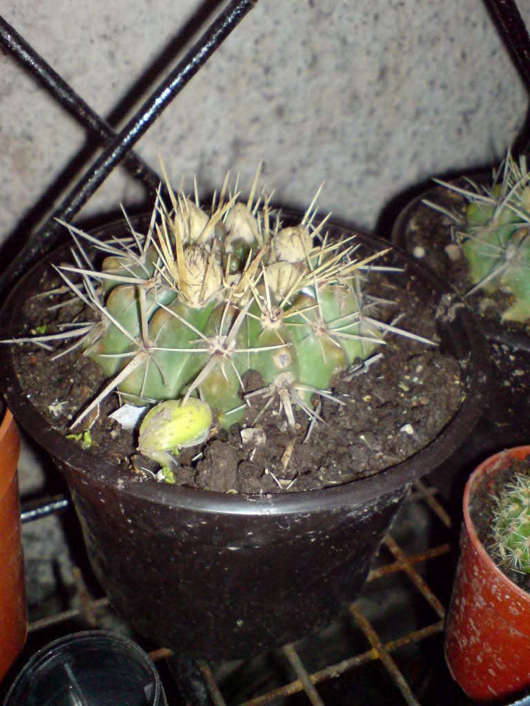 DSC01483.jpg