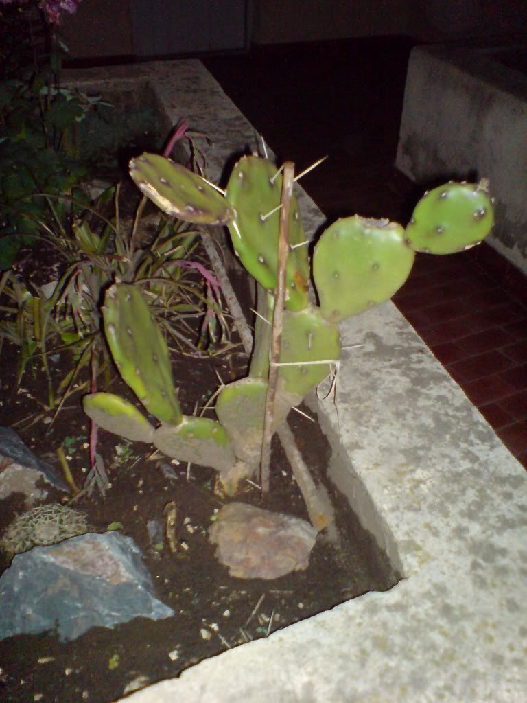 DSC01488.jpg