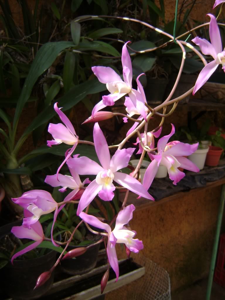 DSC01488.jpg