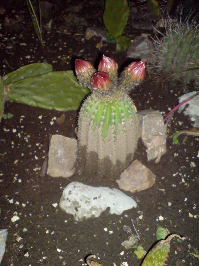 DSC01489.jpg