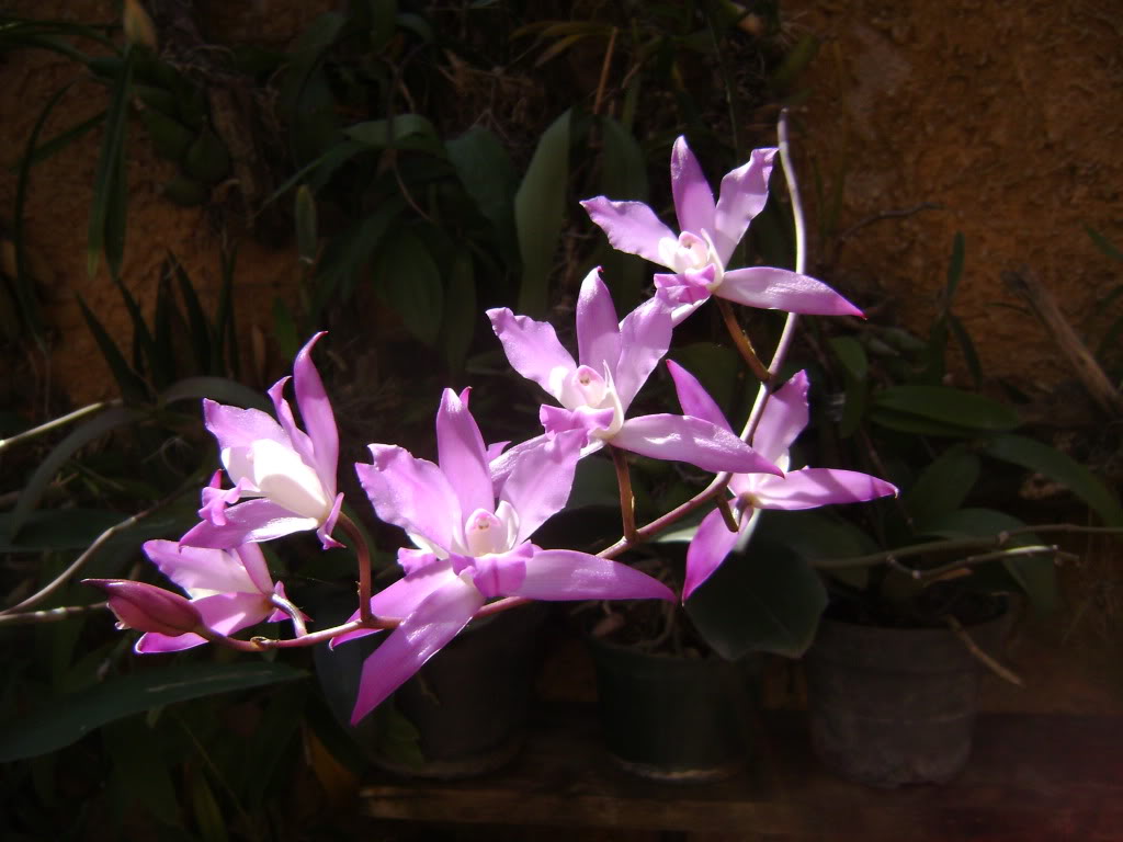 DSC01493.jpg