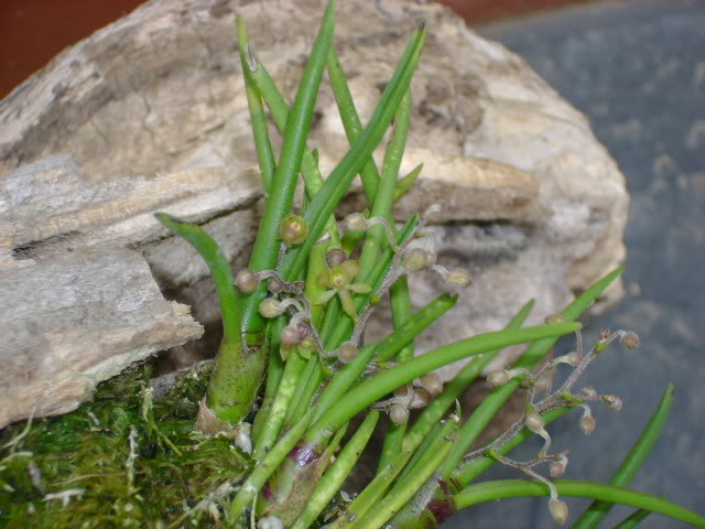 DSC01497.jpg
