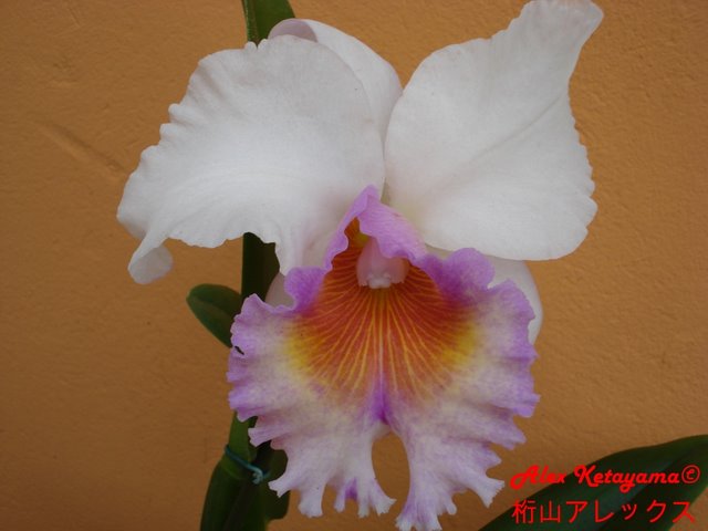 DSC01514.JPG