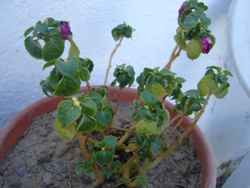DSC01517.jpg