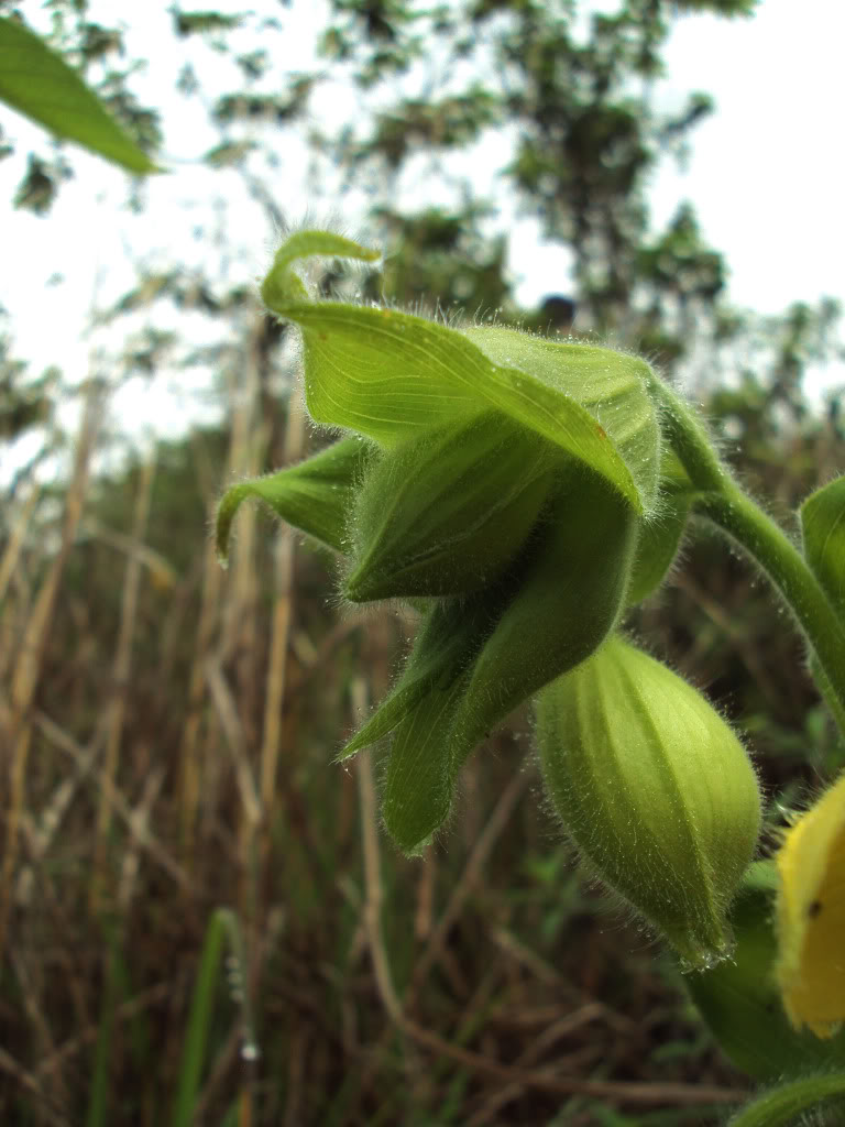 DSC01525.jpg