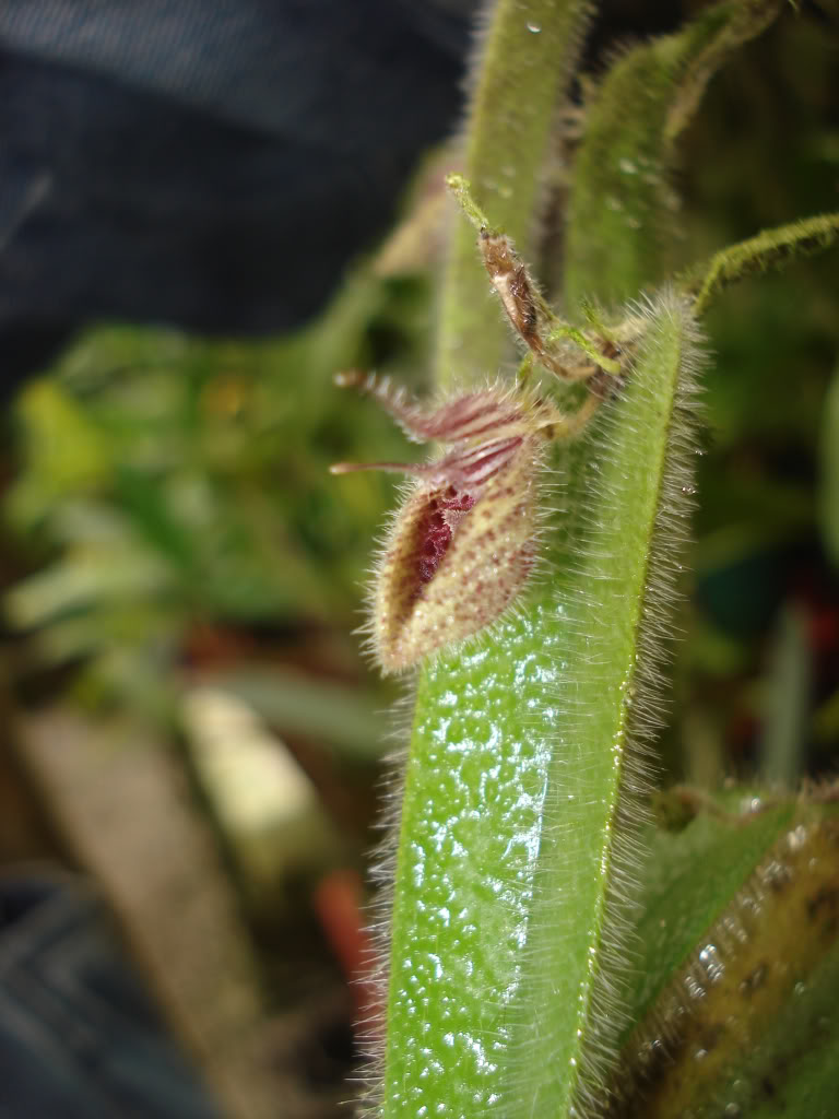DSC01546.jpg