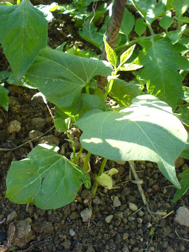 DSC01553.JPG
