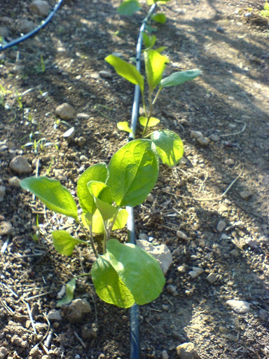 DSC01554.JPG