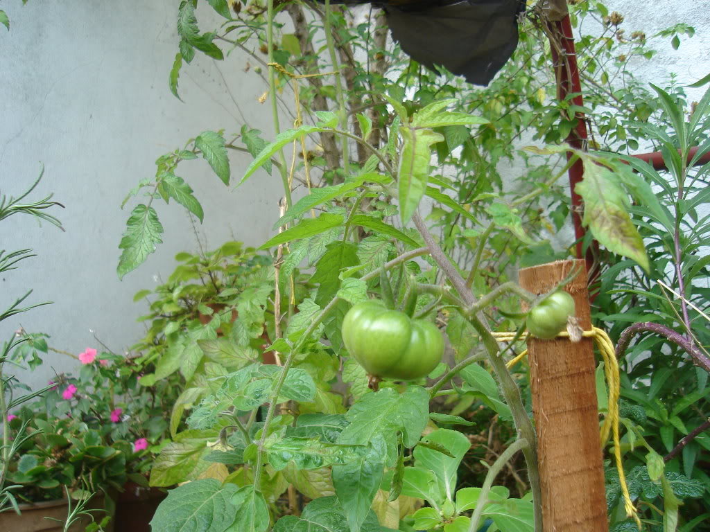DSC01556.jpg