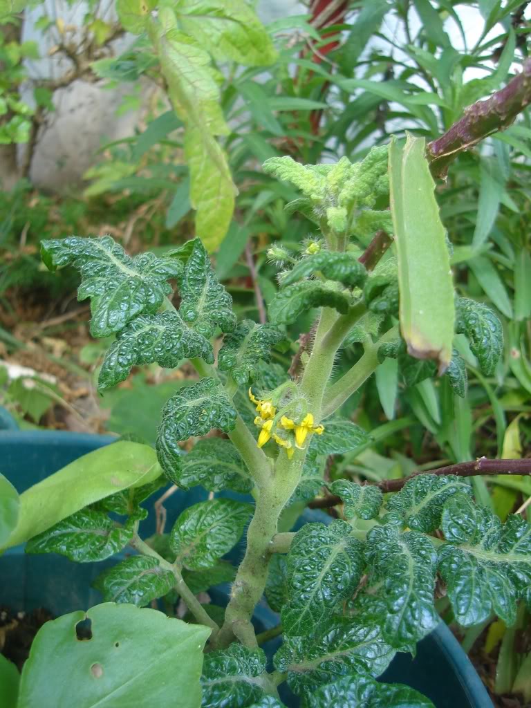 DSC01584.jpg