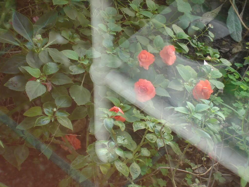 DSC01586.jpg