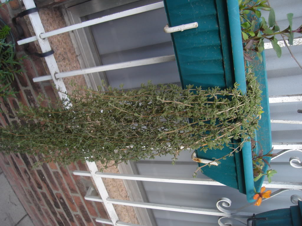 DSC01598.jpg