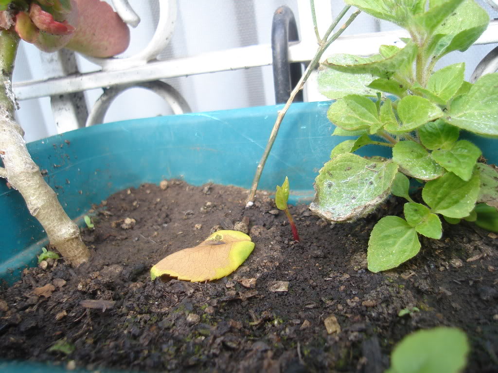 DSC01604.jpg