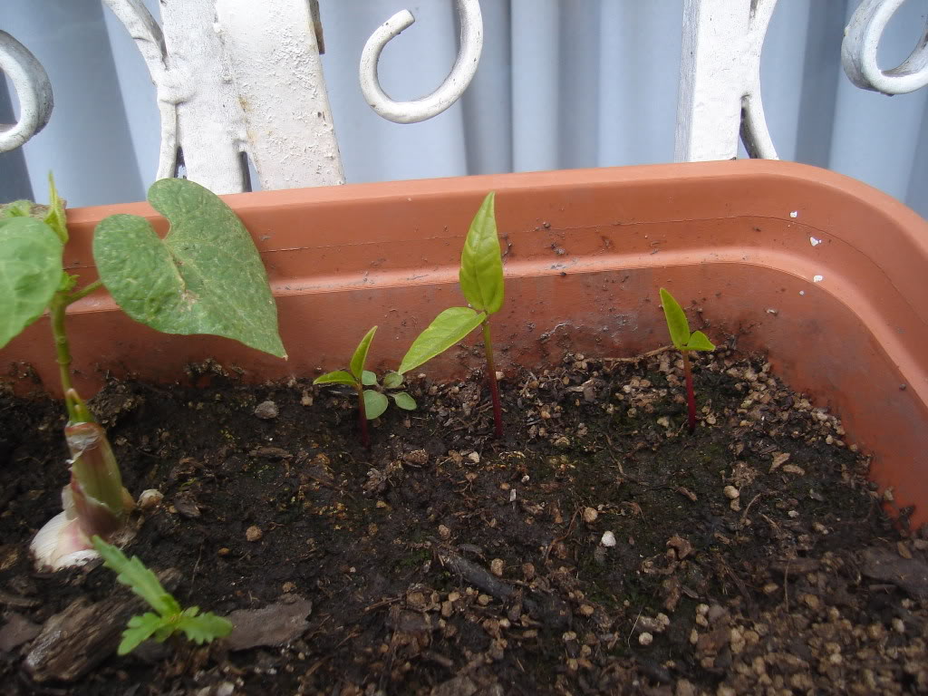 DSC01610.jpg