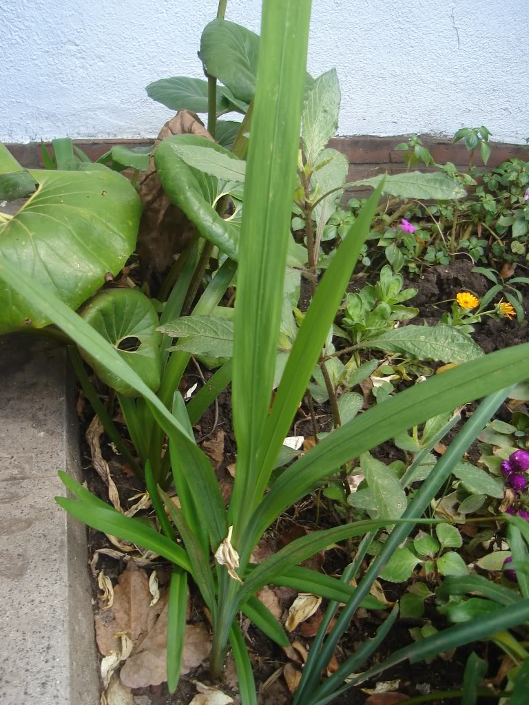 DSC01613.jpg
