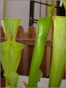 DSC01621.jpg