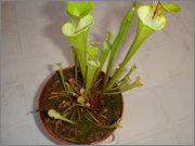 DSC01622.jpg