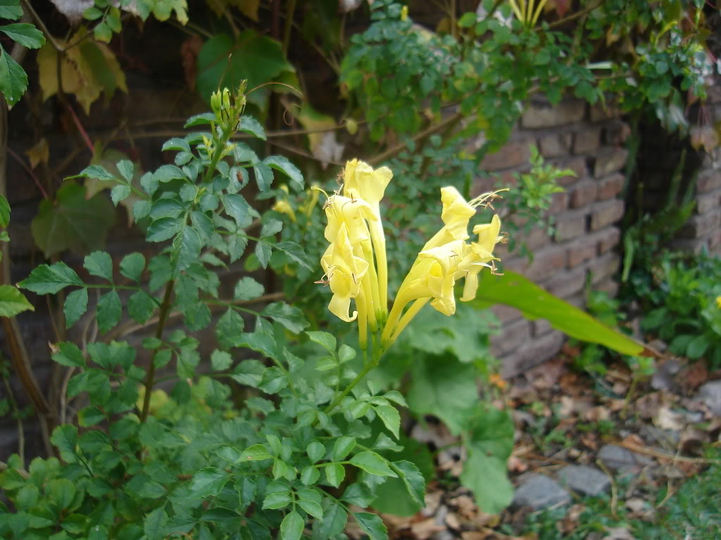 DSC01623.jpg