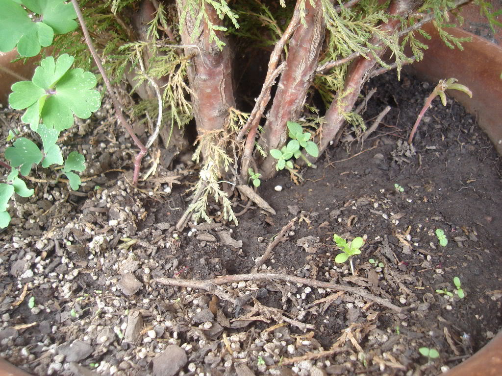 DSC01632.jpg