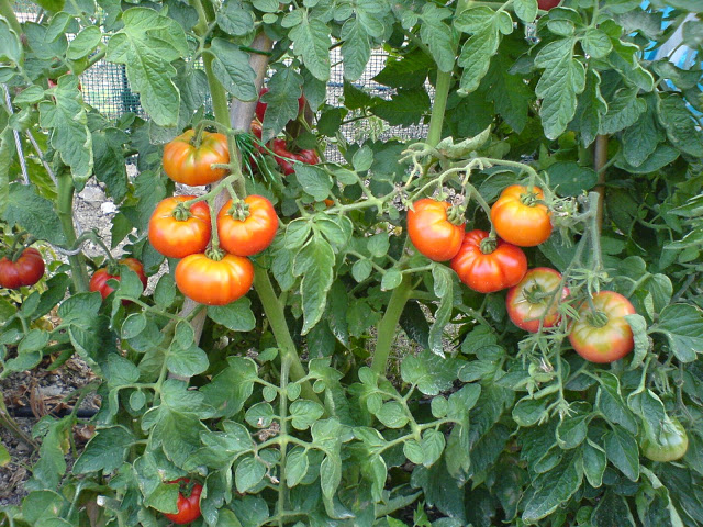 DSC01636.JPG