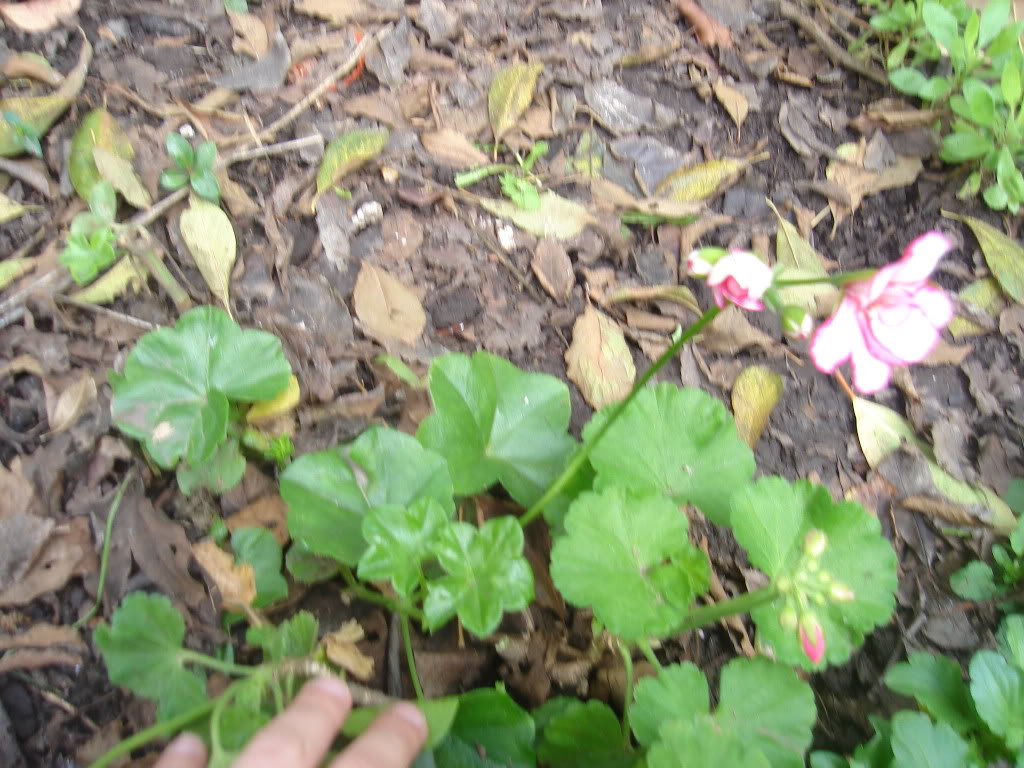 DSC01637.jpg