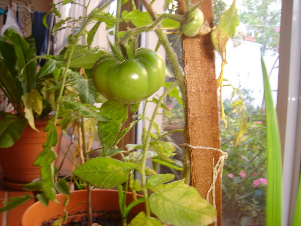 DSC01645-1.jpg