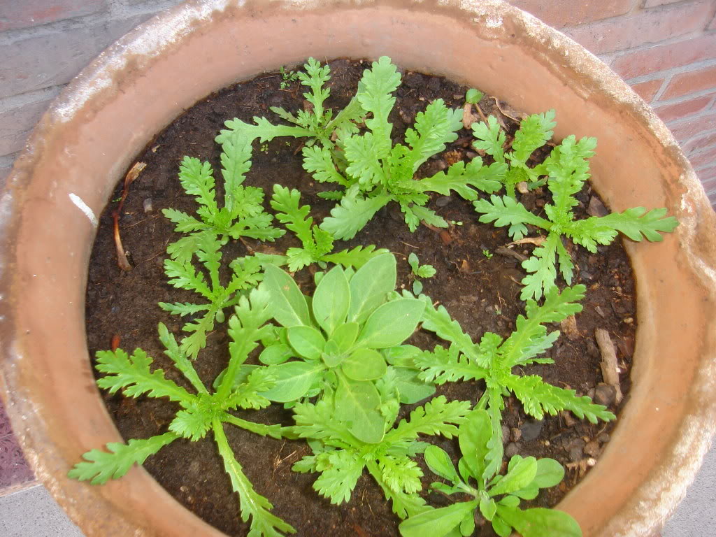 DSC01658.jpg