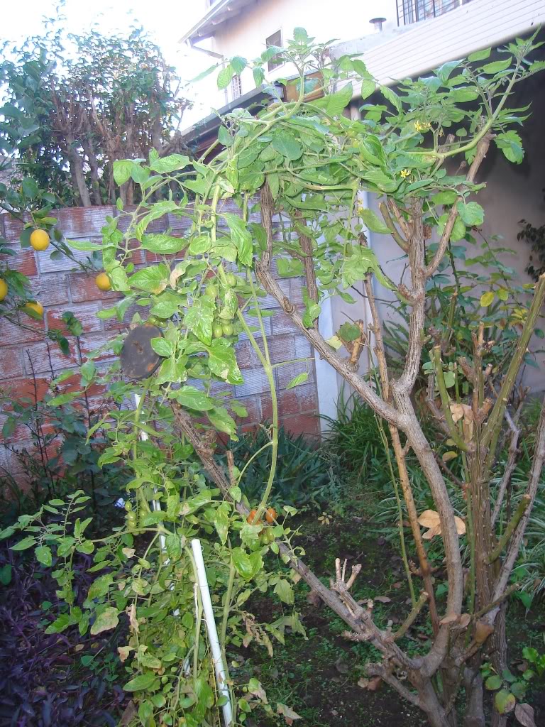 DSC01661-1.jpg