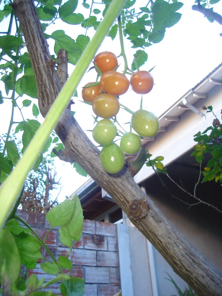 DSC01662-1.jpg