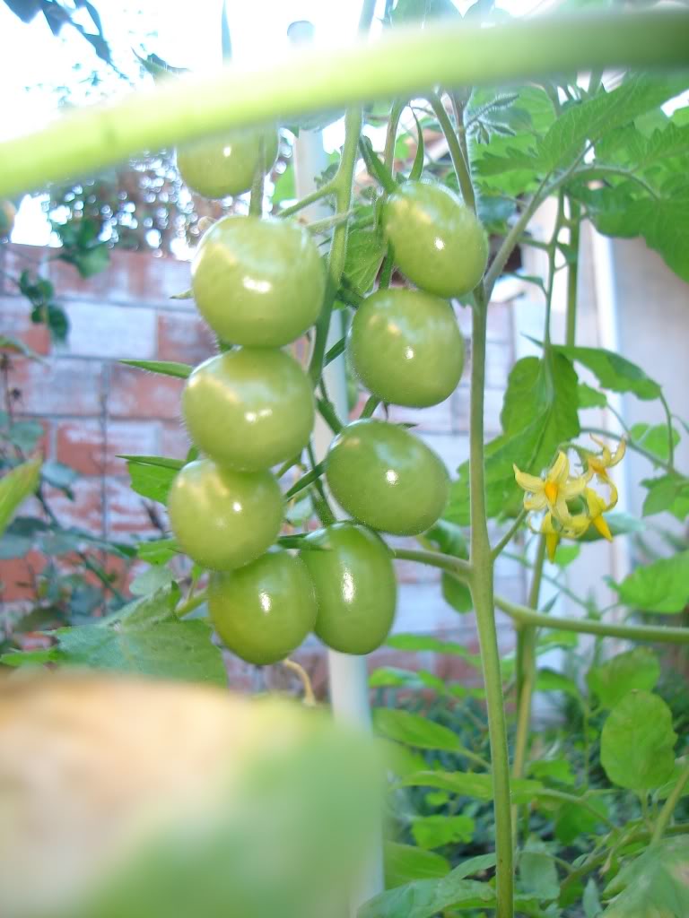 DSC01663-1.jpg
