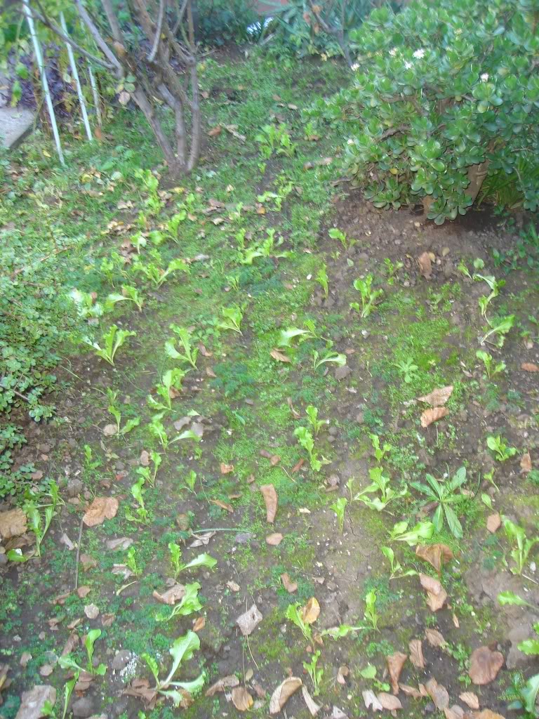 DSC01665-1.jpg