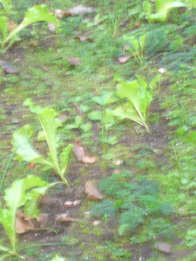 DSC01666-1.jpg