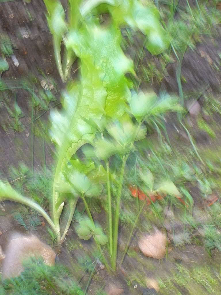 DSC01667-1.jpg