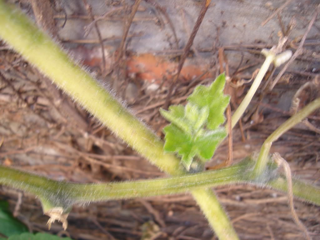 DSC01668.jpg