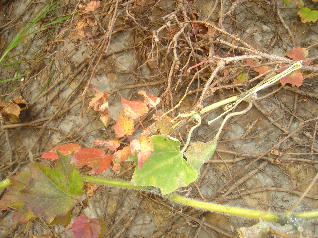DSC01675.jpg