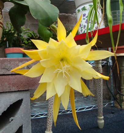 DSC01675crop.jpg