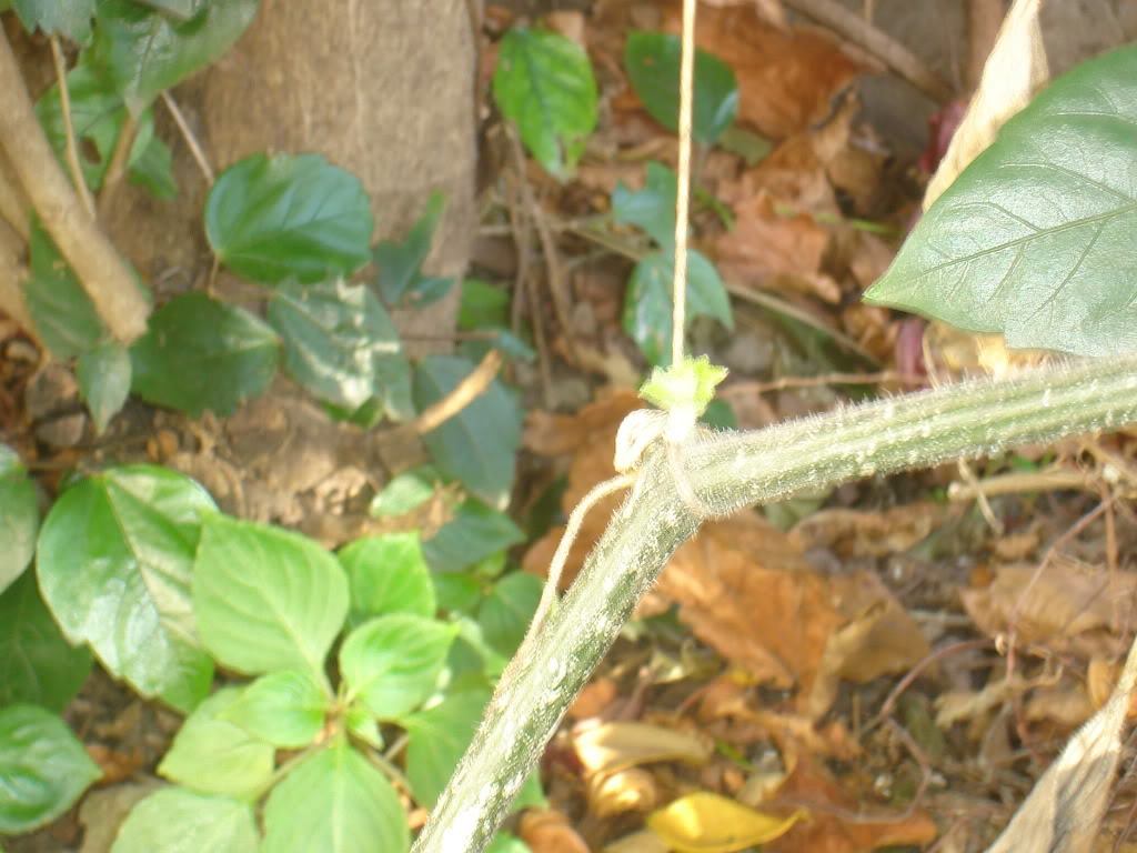 DSC01678.jpg
