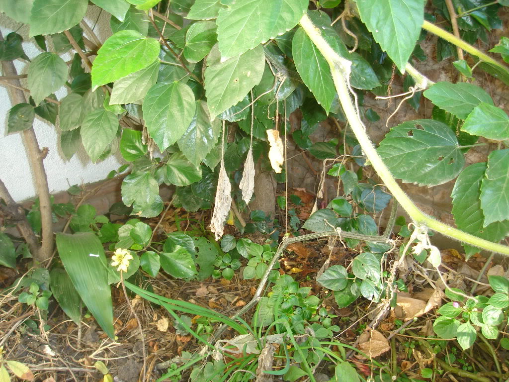 DSC01679.jpg