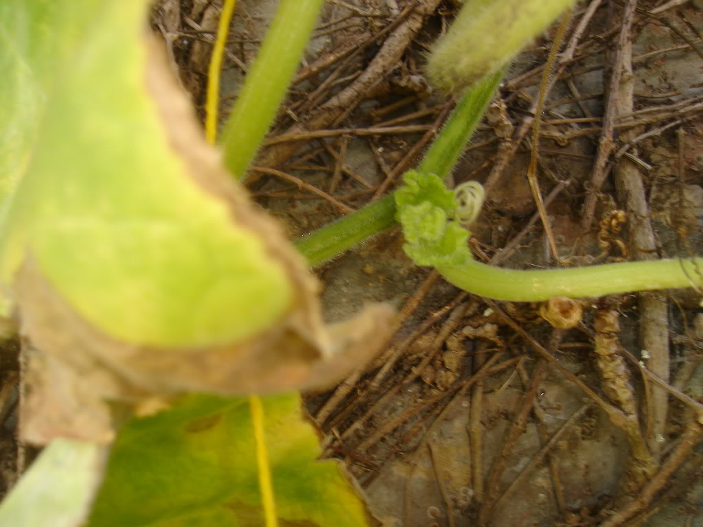 DSC01682.jpg