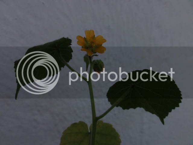 DSC01685_resize_zpsfe615976.jpg