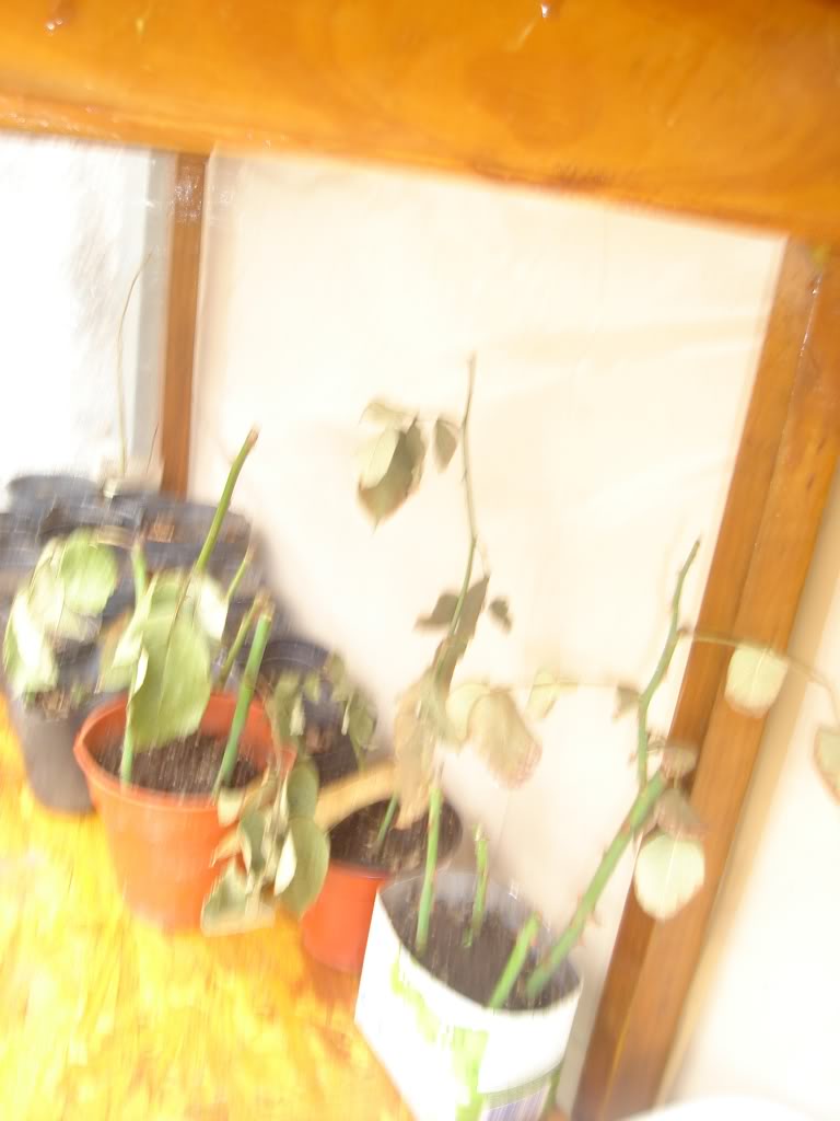 DSC01692.jpg
