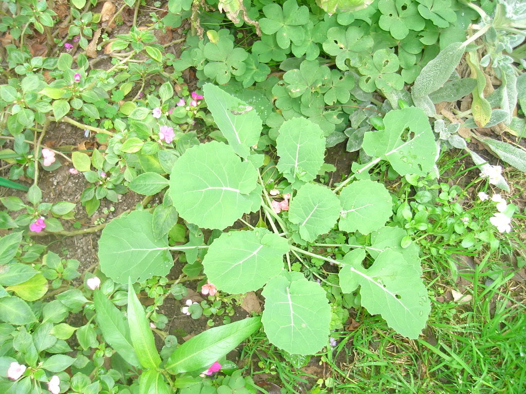 DSC01702.jpg