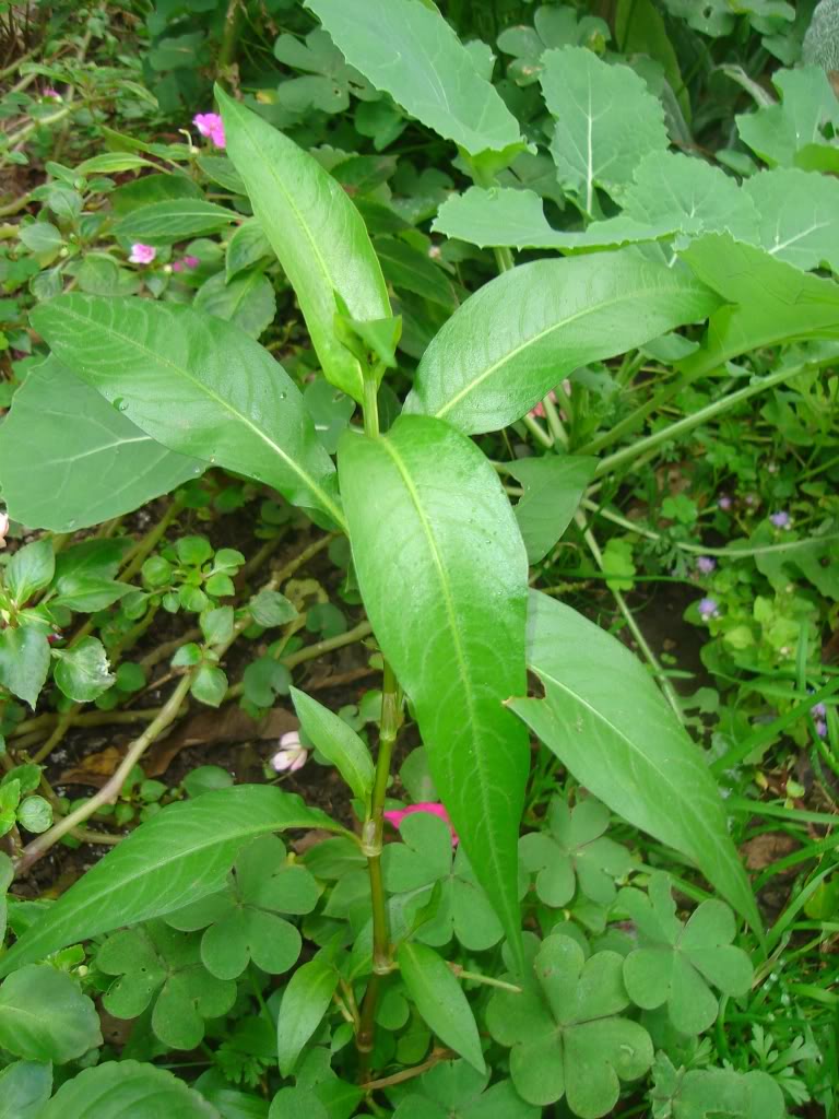 DSC01703.jpg